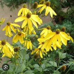 Native Plant- Perennial Yellow Cut Leaf Cone Flower