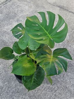 Monsterea houseplants live