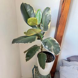 3 ft Variegated Rubber Plant (Ficus Tineke) in Decorative Pot