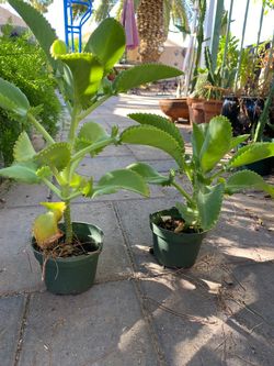 Mala Madre or Kalanchoe