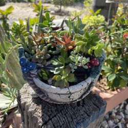 Small Succulents 