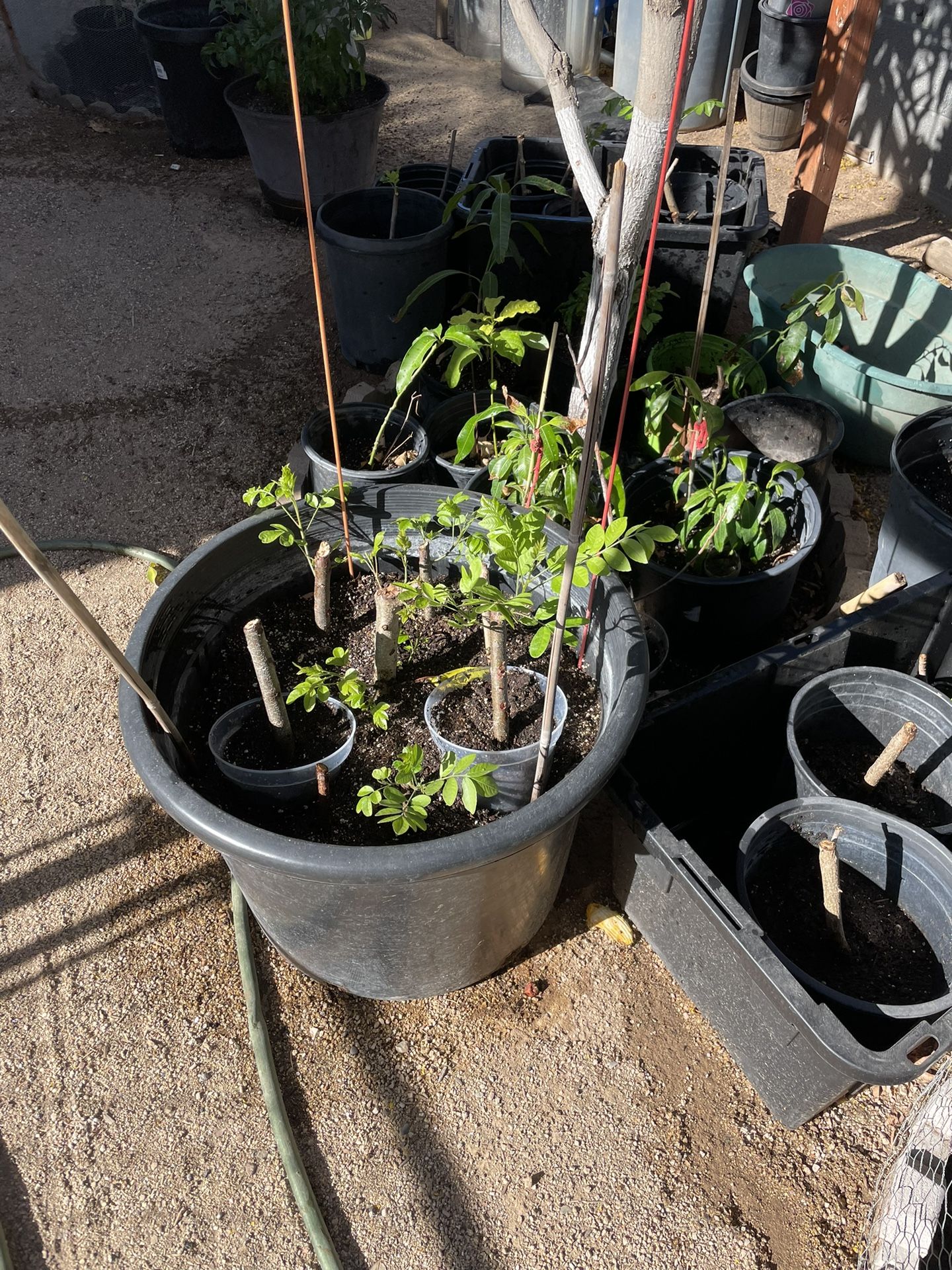 Ciruela Hog Plum Jocote