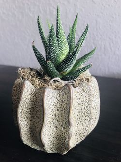 Haworthia Succulent Real Flower Plants Home Decor