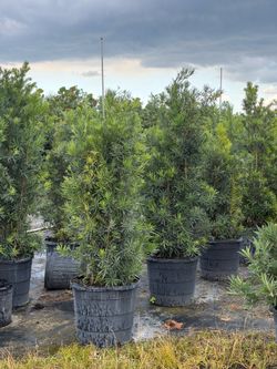 Podocarpus