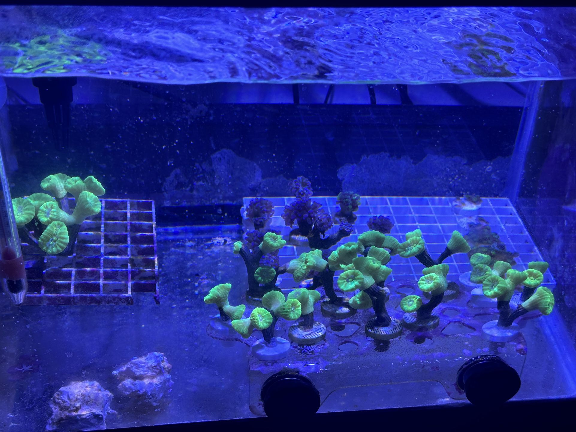 Coral Frag Aquarium Decor