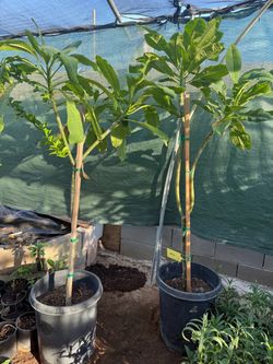 Red Plumeria In 15 Gallón 5F $200 Each Price Firm!