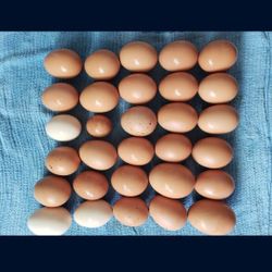 Fresh, Organic Eggs