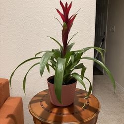 Bromeliad