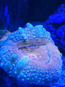 Reef Decorations