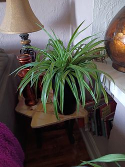 Spider plants