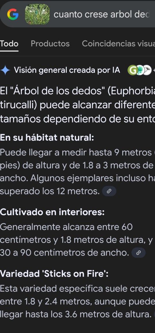 Arbol dedo 7' De Altura Y 40"de Ancho $250 obo.muy Hermoso