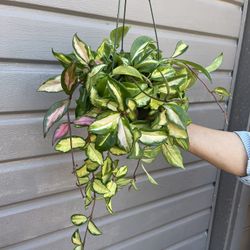6” Hoya Exotica Tricolor High Variegation