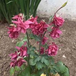 Outdoor Flowers - GRANDMA COLUMBINE