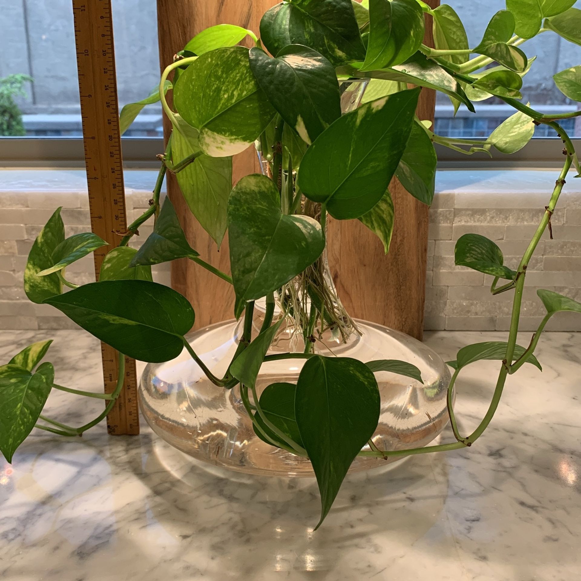 LIVING Plant (Pothos) 