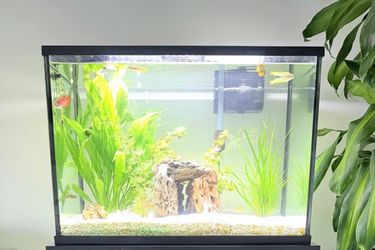 37 gallon fishtank