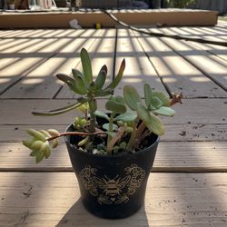 Small Succulents 