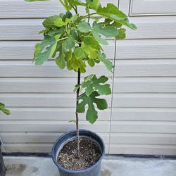 Green Fruit Fig Plant In  3 Gallon Pot 