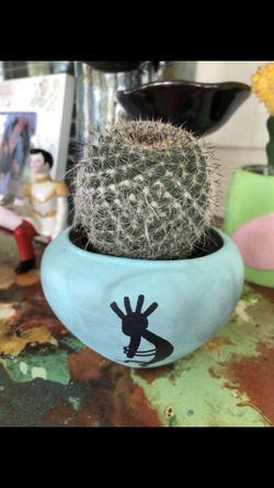 Cactus on ceramic flower pot 🌵