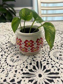Pothos Plant in Floral Ceramic Pot