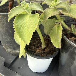 Oregano plant  Oregano Oregon 