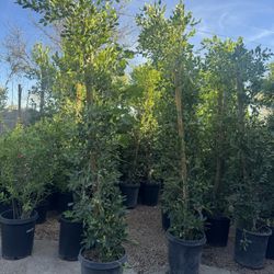 ficus Tree Columnas