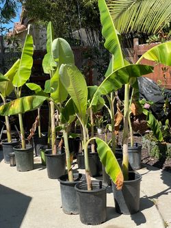 Banana Tree