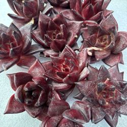 Echeveria Romeo Rubin Succulent $8ea