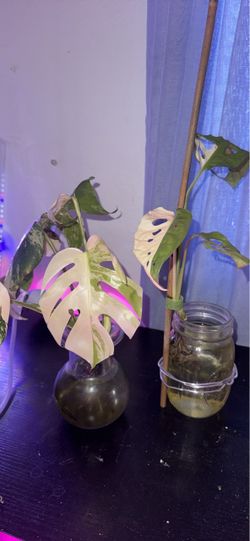 Monstera Albo bundle