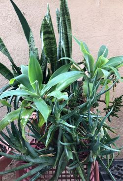 Succulent w aloe Vera and oreja de burro