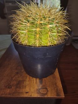 Large heavy golden barrel cactus