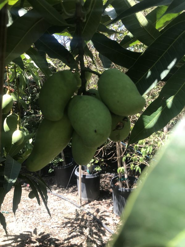 Petacon Mango or Crillile mango trees for sale for Sale in