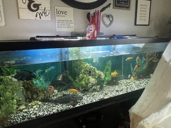 Fish Tank
