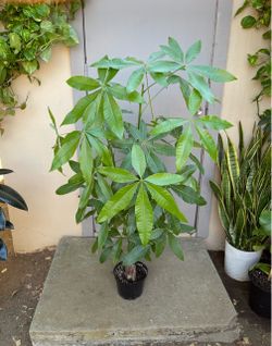 Pachira Braided Money Tree House Plant 8” Pot
