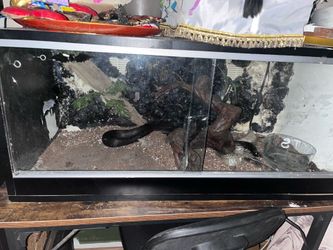Reptile  habitat