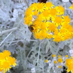 Dusty Miller Perennial Plant, Has Beautiful Foliage.  