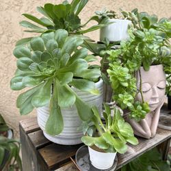 Assorted Aeoniums Succulents 