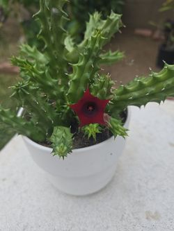 Red Dragon Stapelia,  flowering