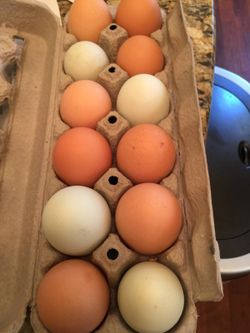 Farm fresh eggs