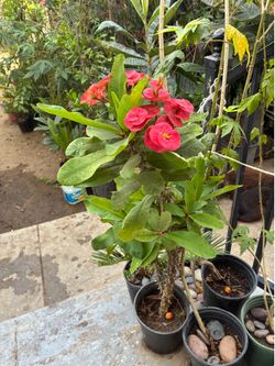 Plant