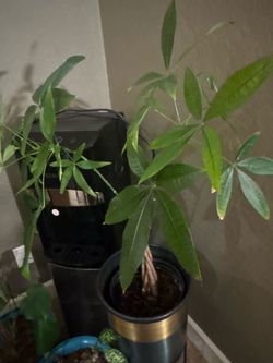 A beautiful plant in a tall planter