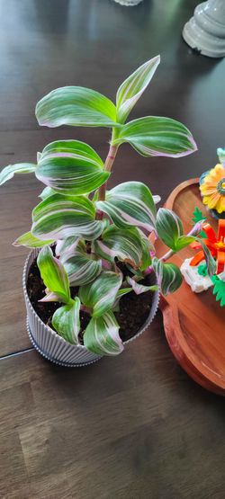 Tradescantia Nanouk