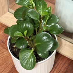 🌿Beginner-friendly houseplants🩷Super Hardy Rubber Peperomia  Plant🌿PLS Read Description🩷