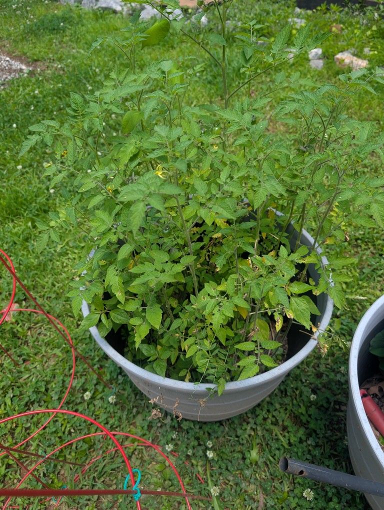 2 Cherry Tomato Plants with or Without Cage