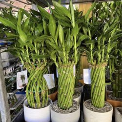 HOME PLANTS- SPECIAL PRICE LUCKY BAMBOO