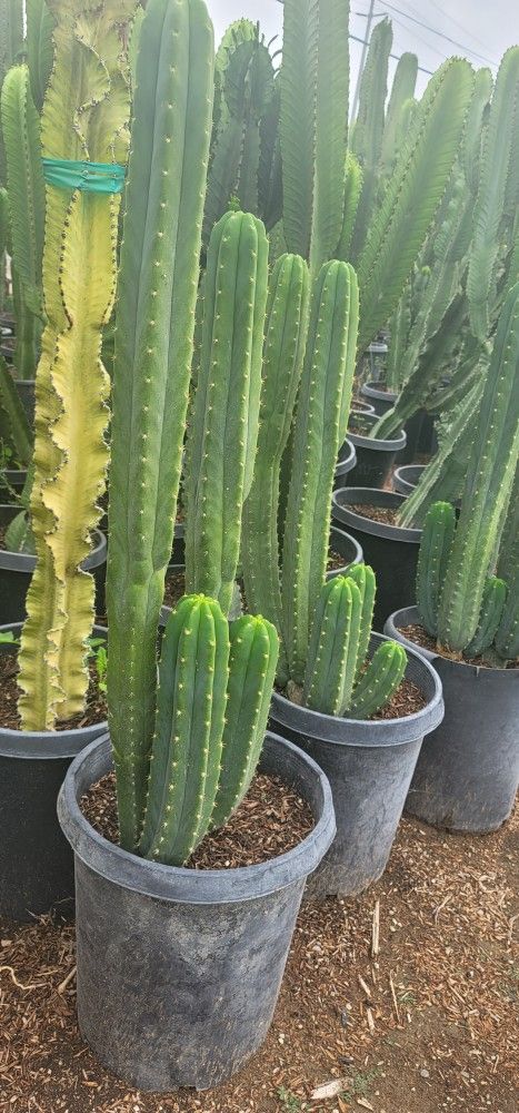 Trichocereus pachanoi cv. San Pedro Cactus