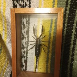 Framed large scorpion