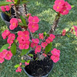 corona de cristo mini Rosa fuerte