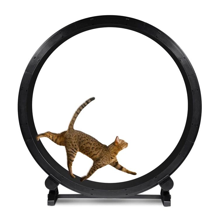 CAT EXERCISE WHEEL 