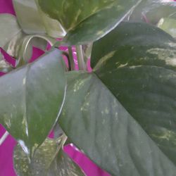 Live Plant in Water