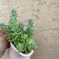 Donkey Tail Succulent